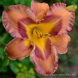 Індійскій Факір