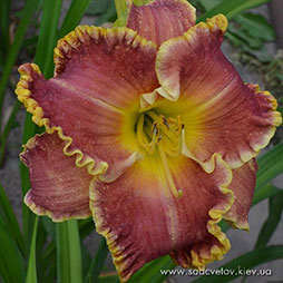 Королєвіч Єлісєй