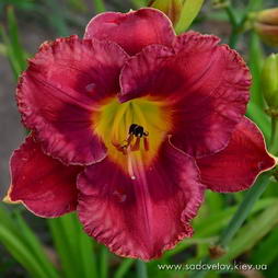 Красная Шапочка