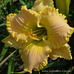 Лучезарний Образ