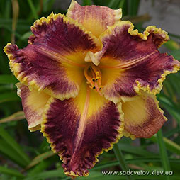 Придворный Скоморох