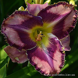 Яскрава Кінозірка