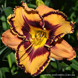 Златоґлавий Фєнікс