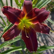 Джолли Ред Джаент