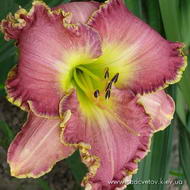 Лайт Юрз Евей