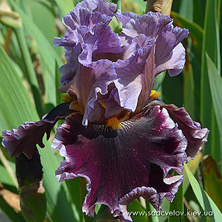 Дрємлющій Вулкан