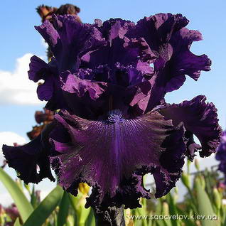 Холлівуд Найтс