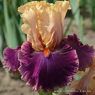 Модельное Агентство