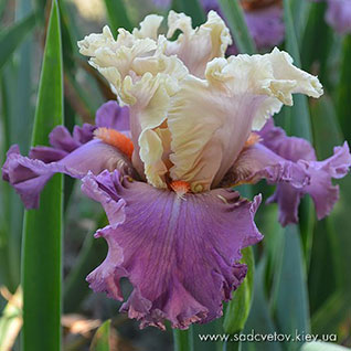 Романтіческая Фантазія