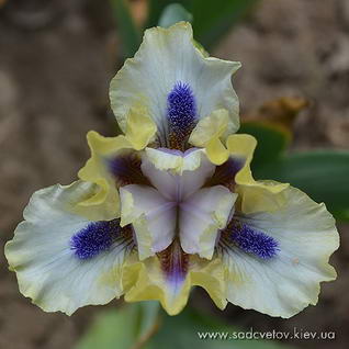 Солнце в Калєйдоскопє