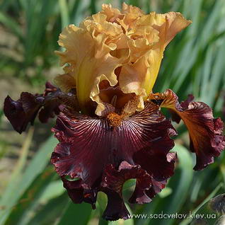 Старая Мєльніца