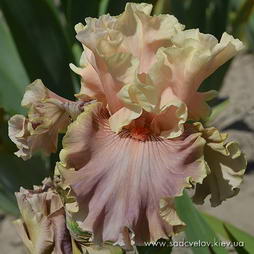 Атласний Блєск