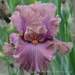 Блаґородний Арістократ