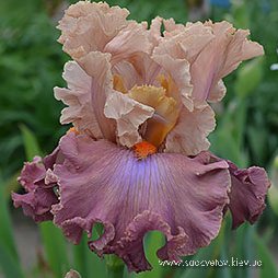 Чудєсноє Явлєніє