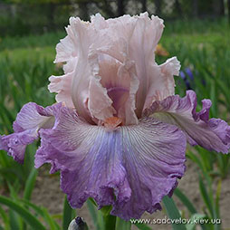 Весільний Палац