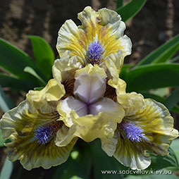 Весняне Пробудження