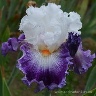 Элегантный Дворецкий