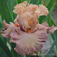 Модний Курорт