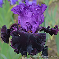 Полярная Ночь