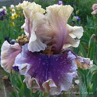 Смок енд Тендер