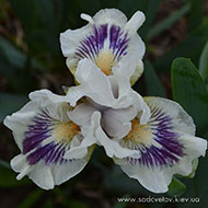 Танєц Малєнькіх Лєбєдєй