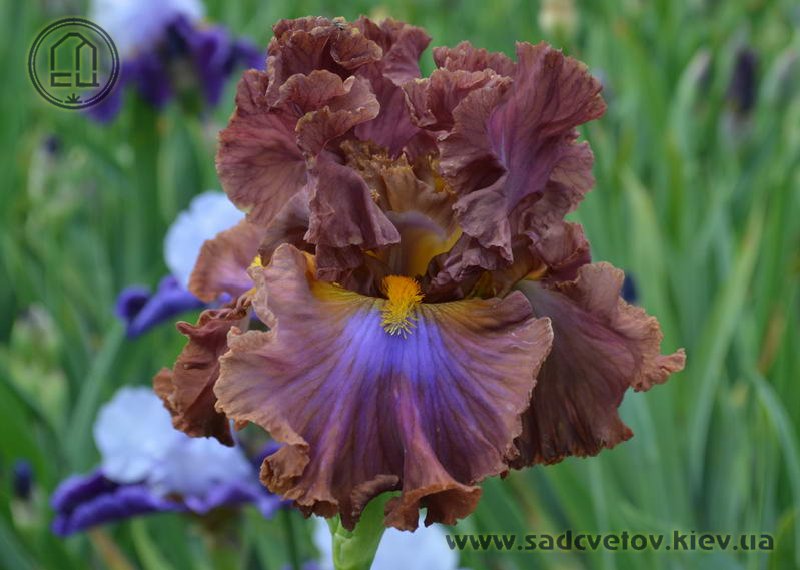 Писка камминг видео Жігіттің аузына қатты тамшылаған видеосы