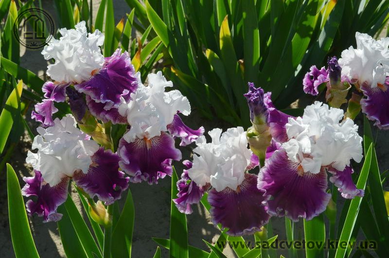 Арабскоє Чудо