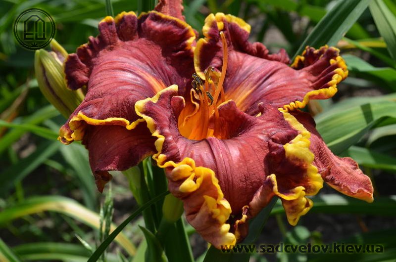 лілейник Кієвская Княжна