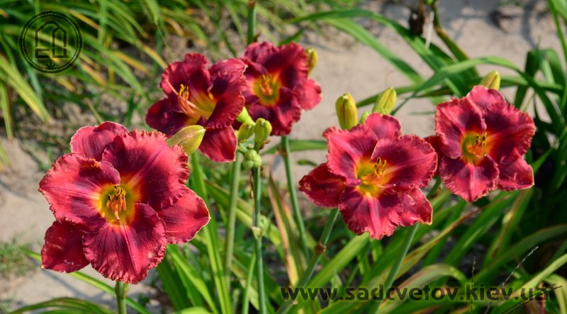 лілейник Красная Шапочка