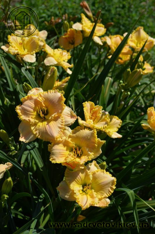 лілейник Лучезарний Образ