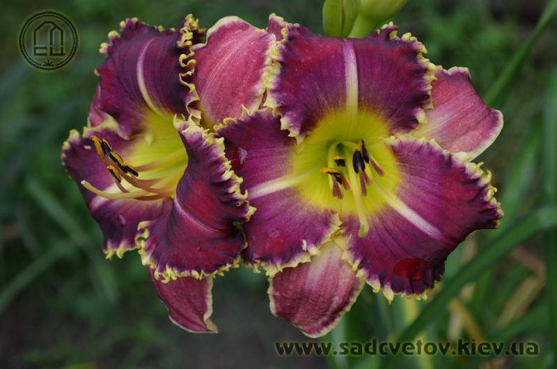 лілейник Парад-Аллє