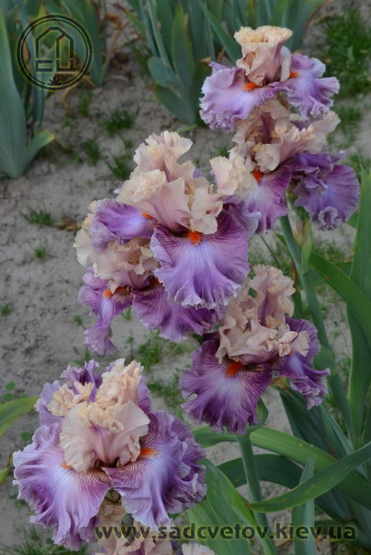 Пасадобль Фламінґо