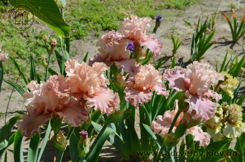 Ранок Королеви