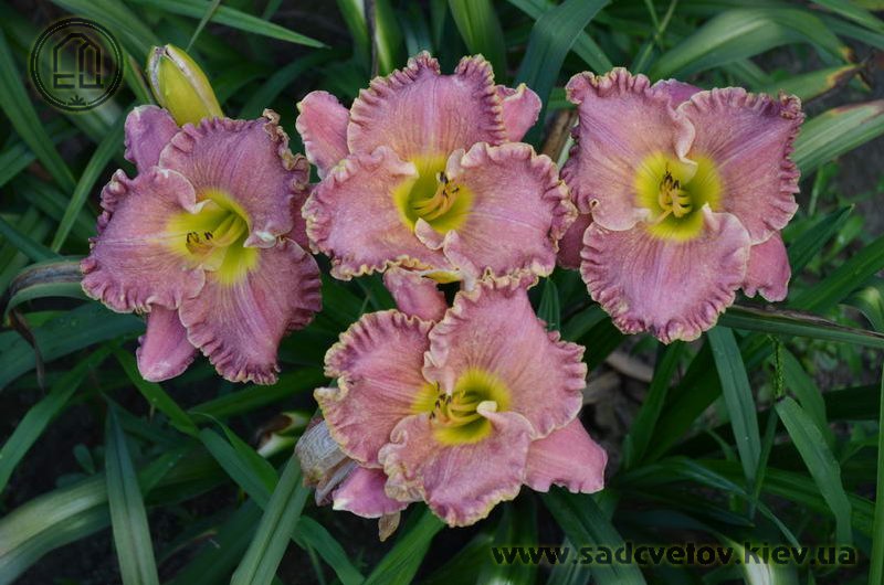 лілейник Романтичний Іллюзіон