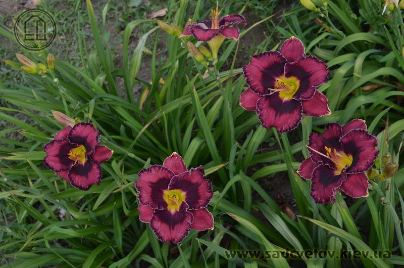 лілейник Столічная Звєзда