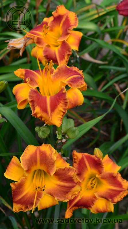 лілейник Вождь Краснокожих