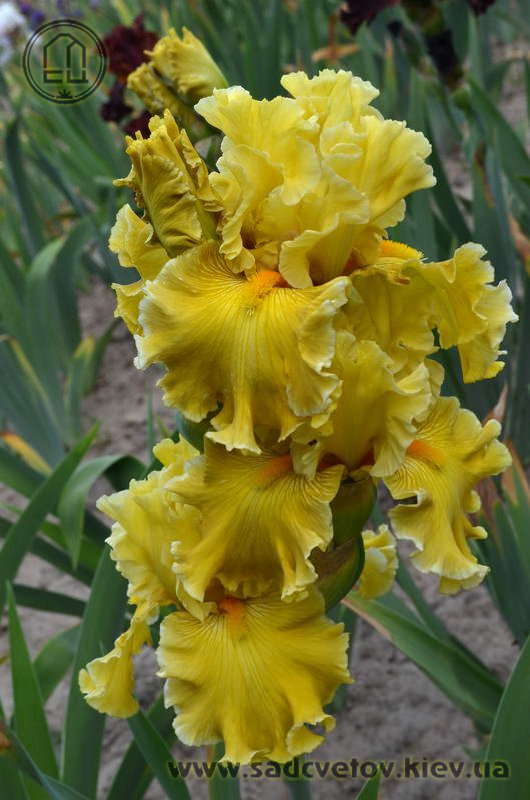 Золота Житниця