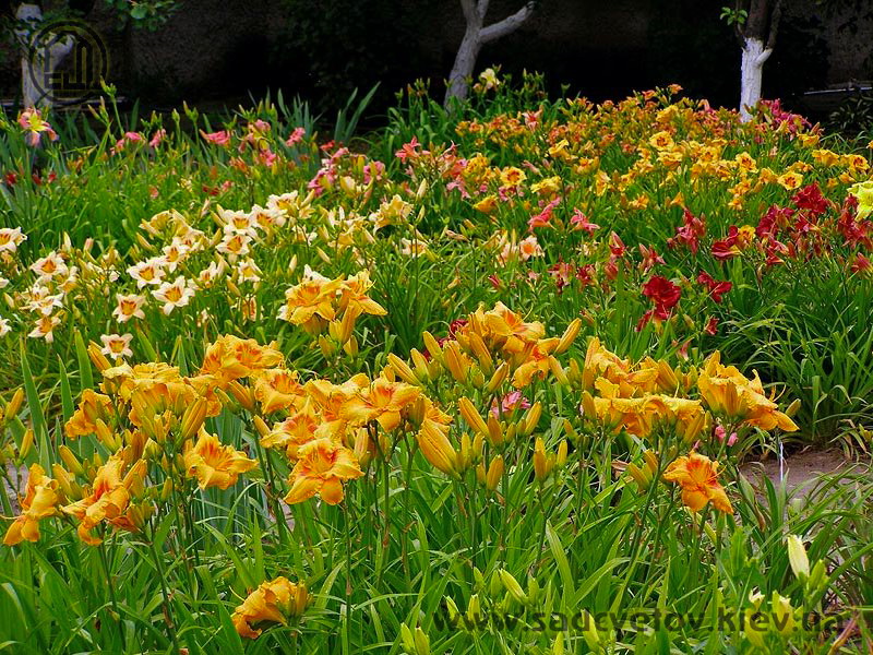 квітучі лілейники